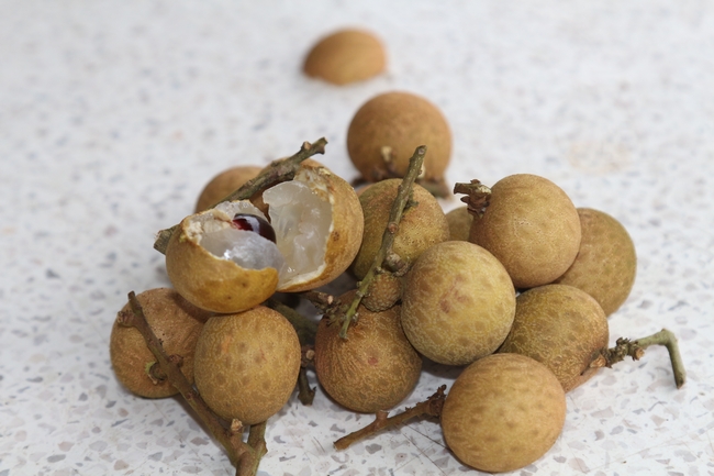 Cây nhãn siêu trái (hay gọi là nhãn Hồng Phúc)