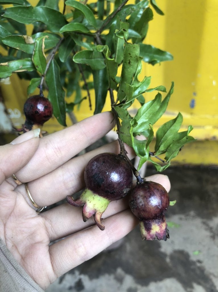 Cây Lựu Tím - Giống cây trồng cây ăn trái