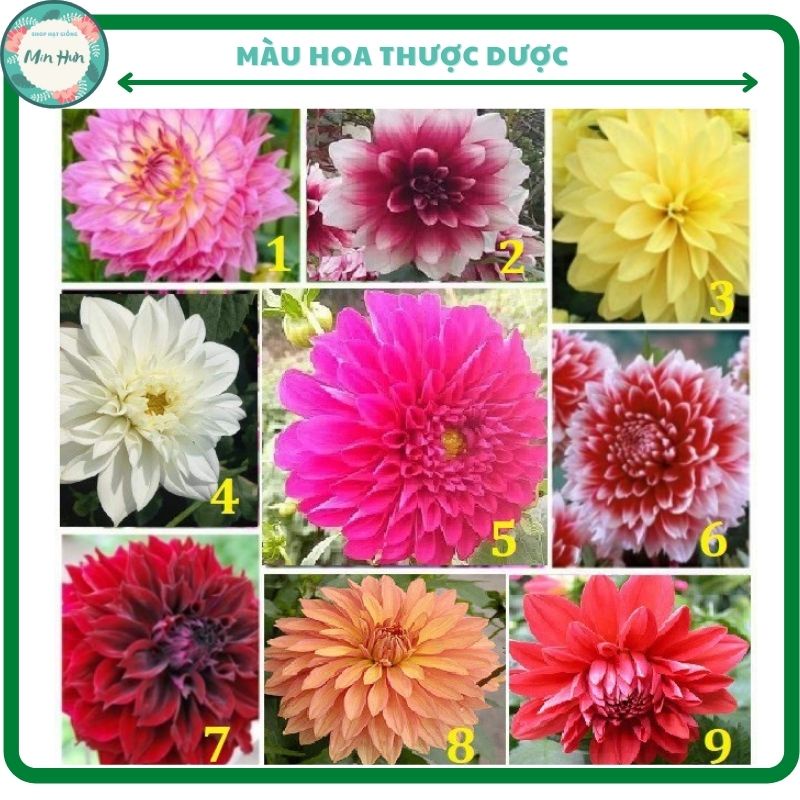 Củ hoa thược dược cánh kép nhiều màu,củ khỏe,dễ trồng