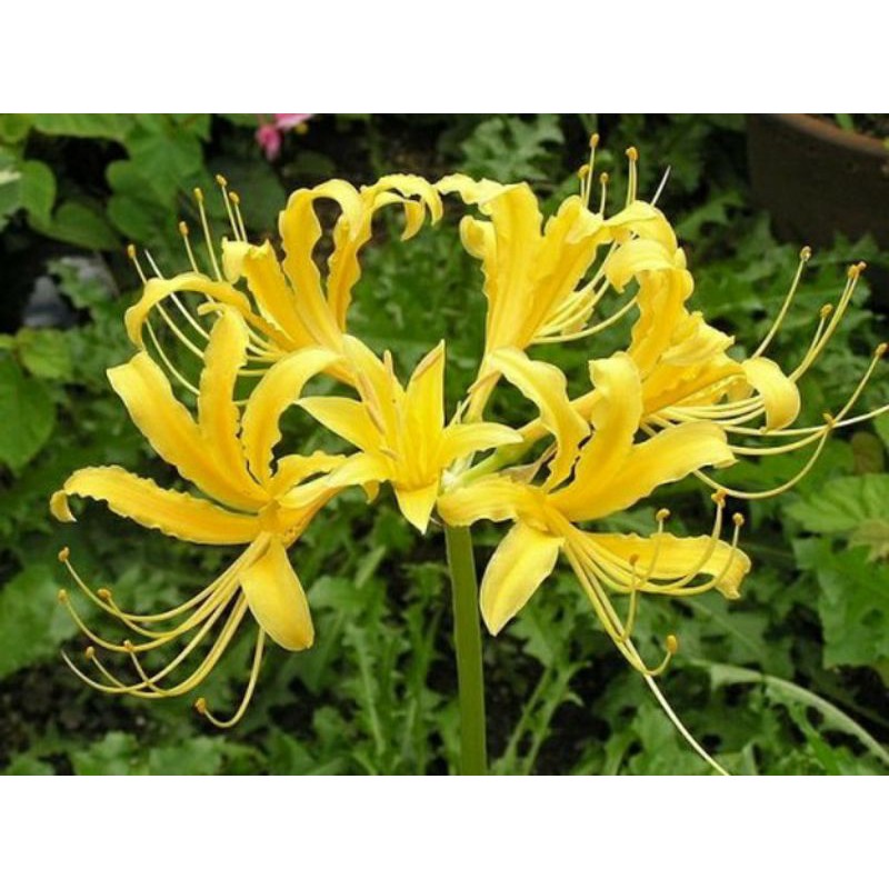 Củ bỉ ngạn đủ màu như hình - size hoa