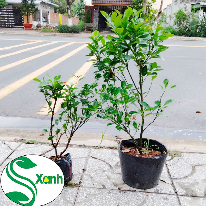 Cây Tắc, Cây QUất, Cây Hạnh