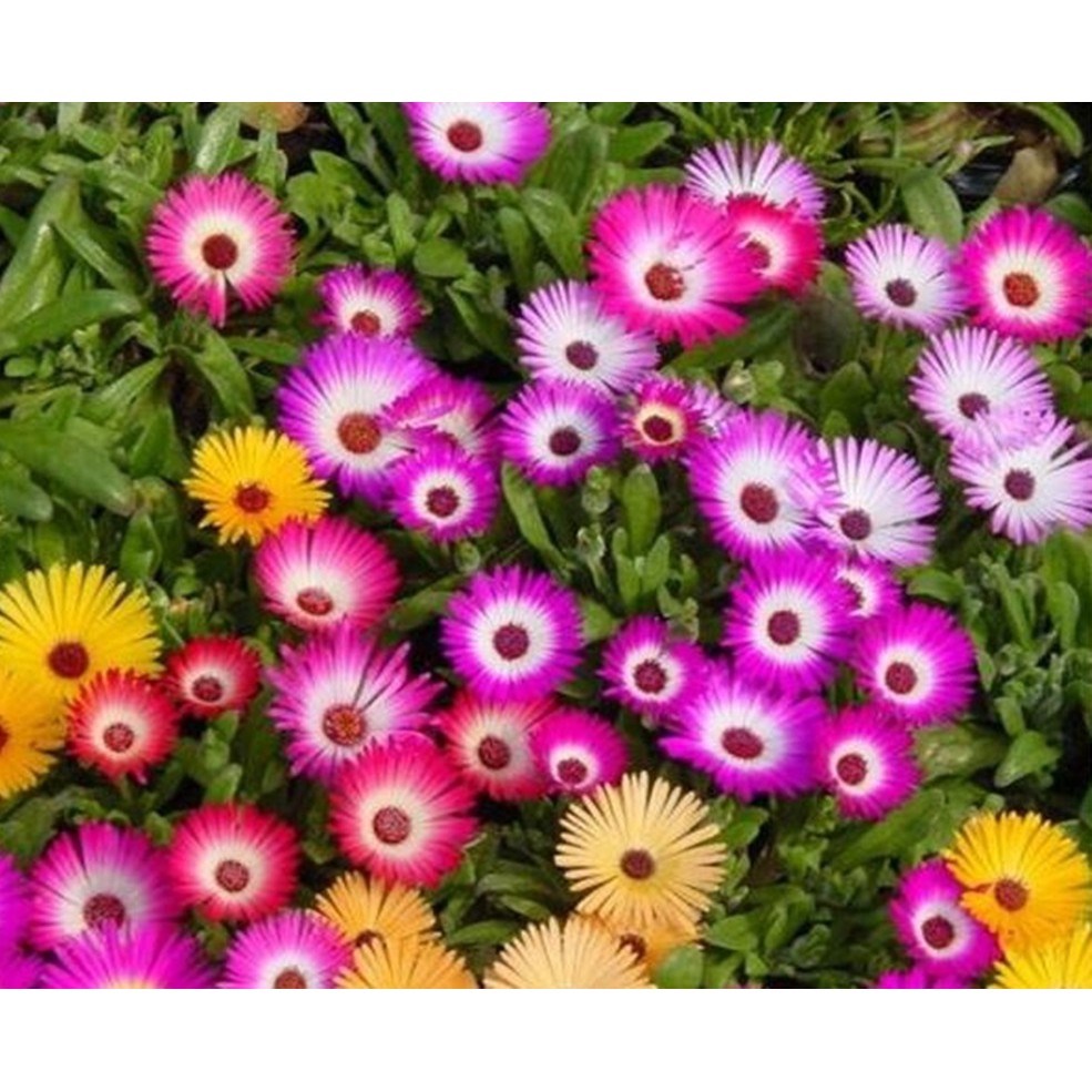 Hạt giống hoa Cúc cầu vồng - Gói 100 hạt