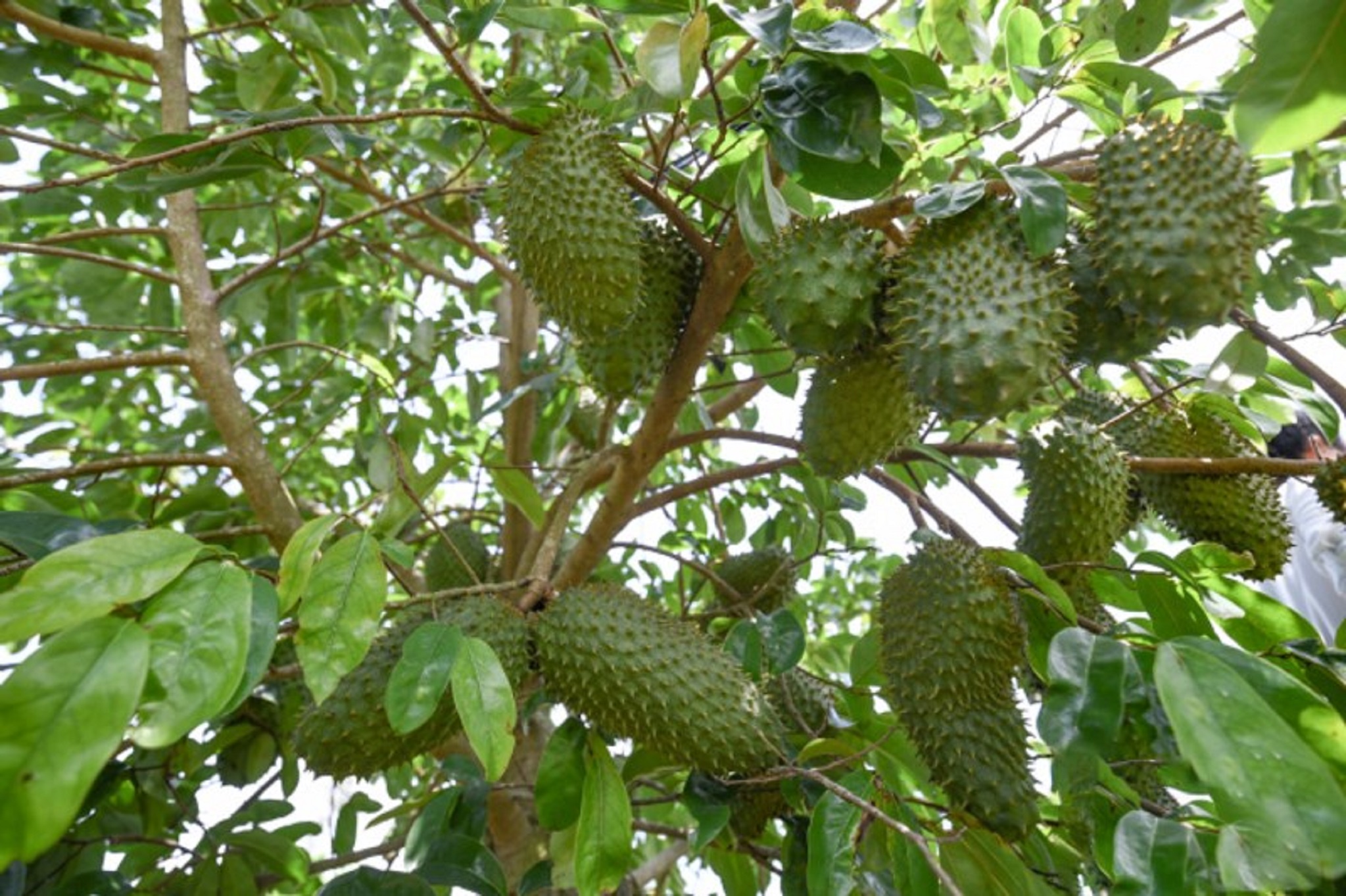 Cây giống Mãng cầu xiêm Thái [ cây ghép cho trái sớm ]. [ MÃNG CẦU gai siêu sớm. ]