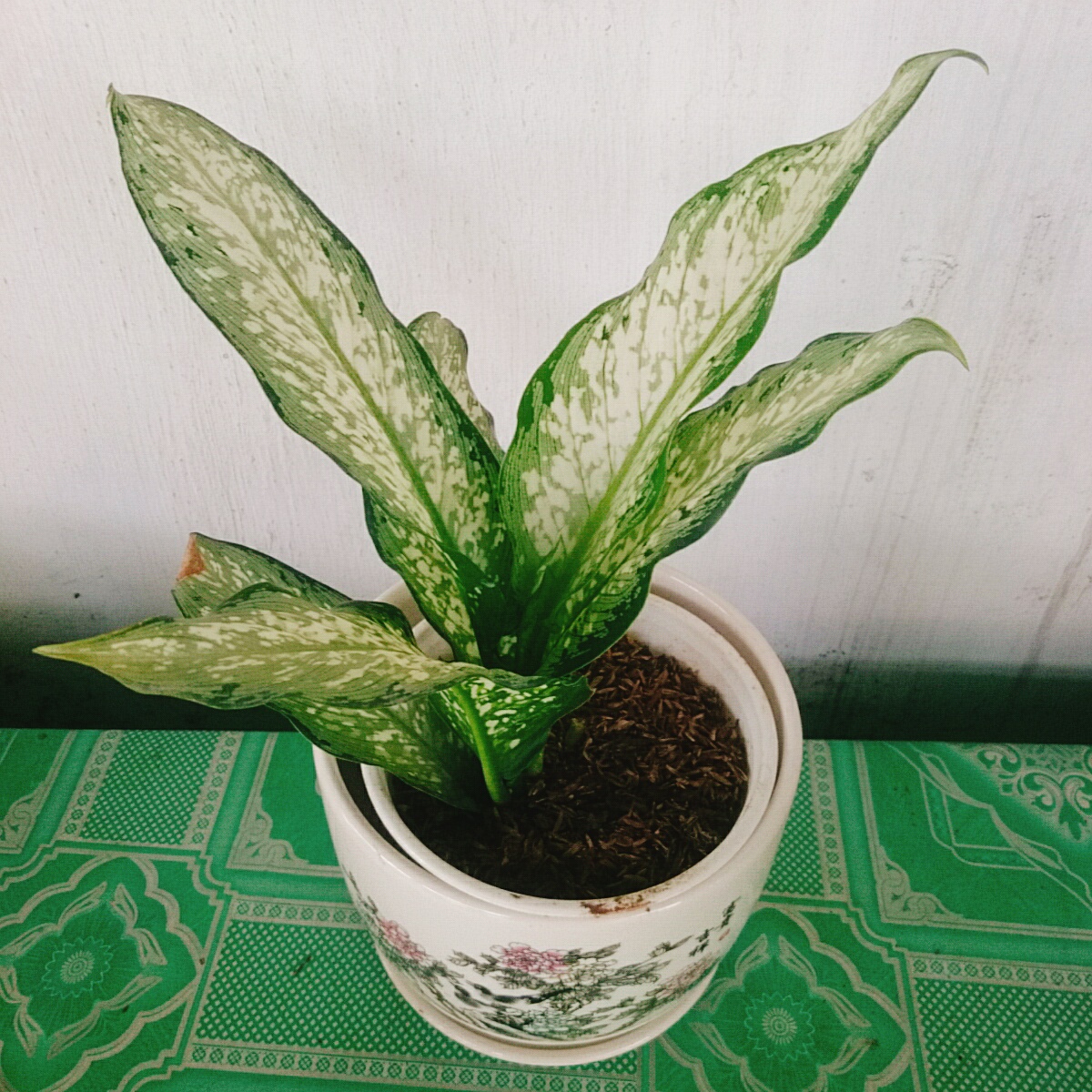 Cây Tài Lộc - cây cảnh để bàn