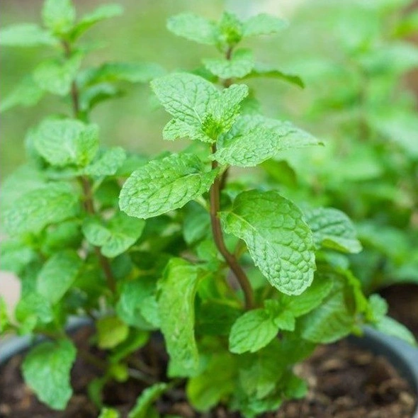 Hạt giống rau Húng Chanh gói 0,2 gram