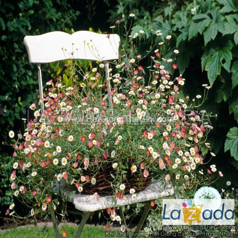 20h Hạt Giống Hoa Cúc Thạch Thảo Mexico Mix (C1.304| -KD: B34*V52)