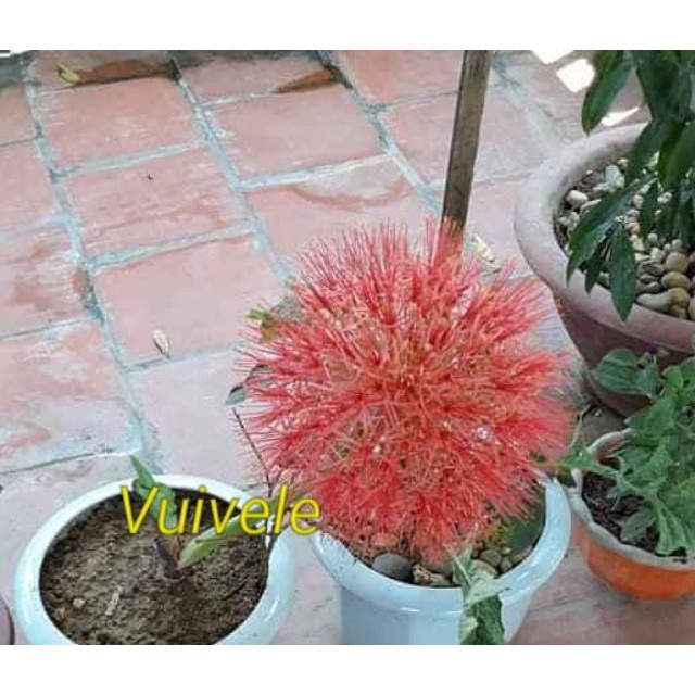 Củ hoa hồng tú cầu củ mẹ. tặng củ con.