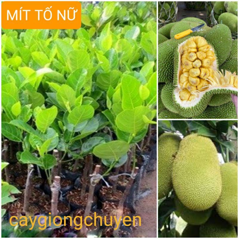 Cây giống mít tố nữ huyfarm thơm ngọt nhiều múi