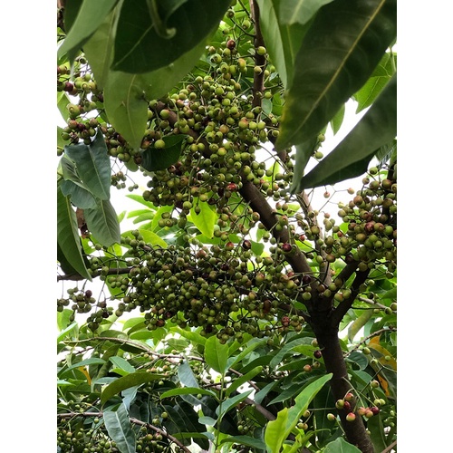 Cây lá vối nếp (cây chè vối) - cây giống