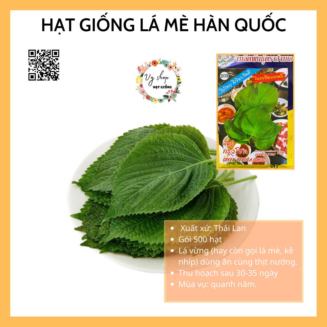 Hạt giống lá mè Hàn Quốc (Kê nhíp)