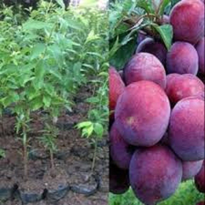 Cây giống mận ngọt mộc châu