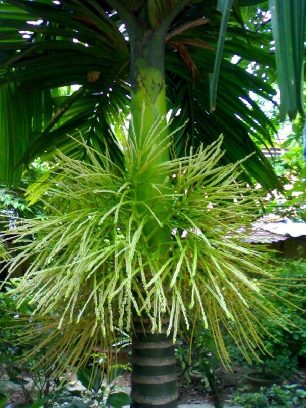 cây giống cau tứ quý (cau tứ thì)