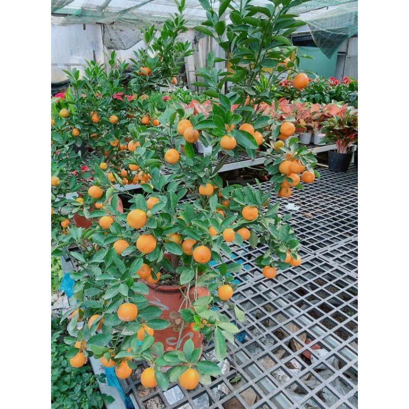 Chậu Cây Tắc Kiểng 1m
