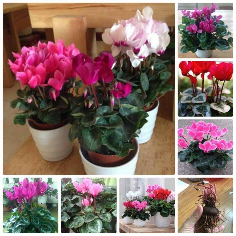 Củ hoa anh thảo(1 củ) HOA TẾT