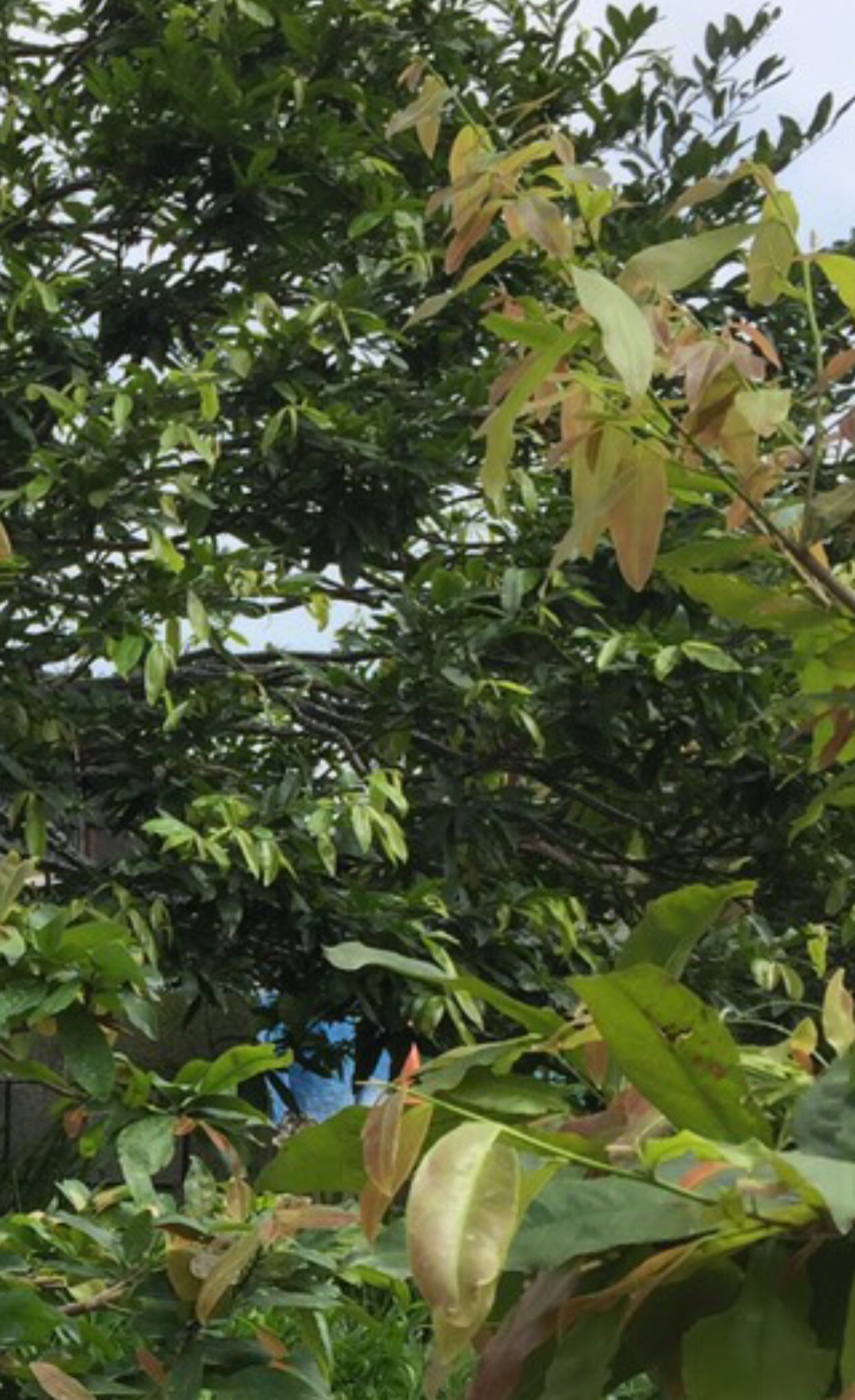 SIÊU BUNG ĐỌT MAI CAN 5 LÍT SIÊU TO SIÊU TIẾT KIỆM