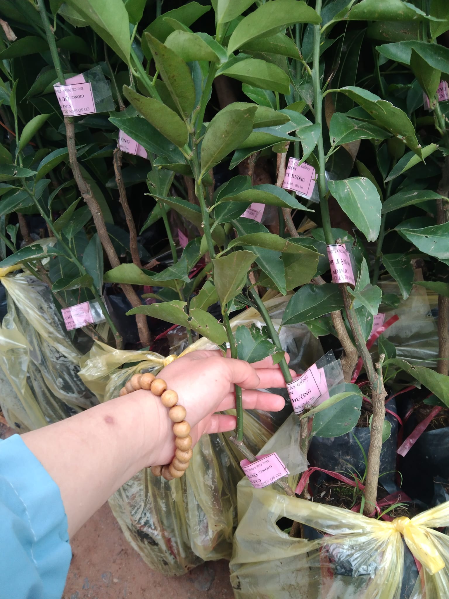 Cây giống quýt đường