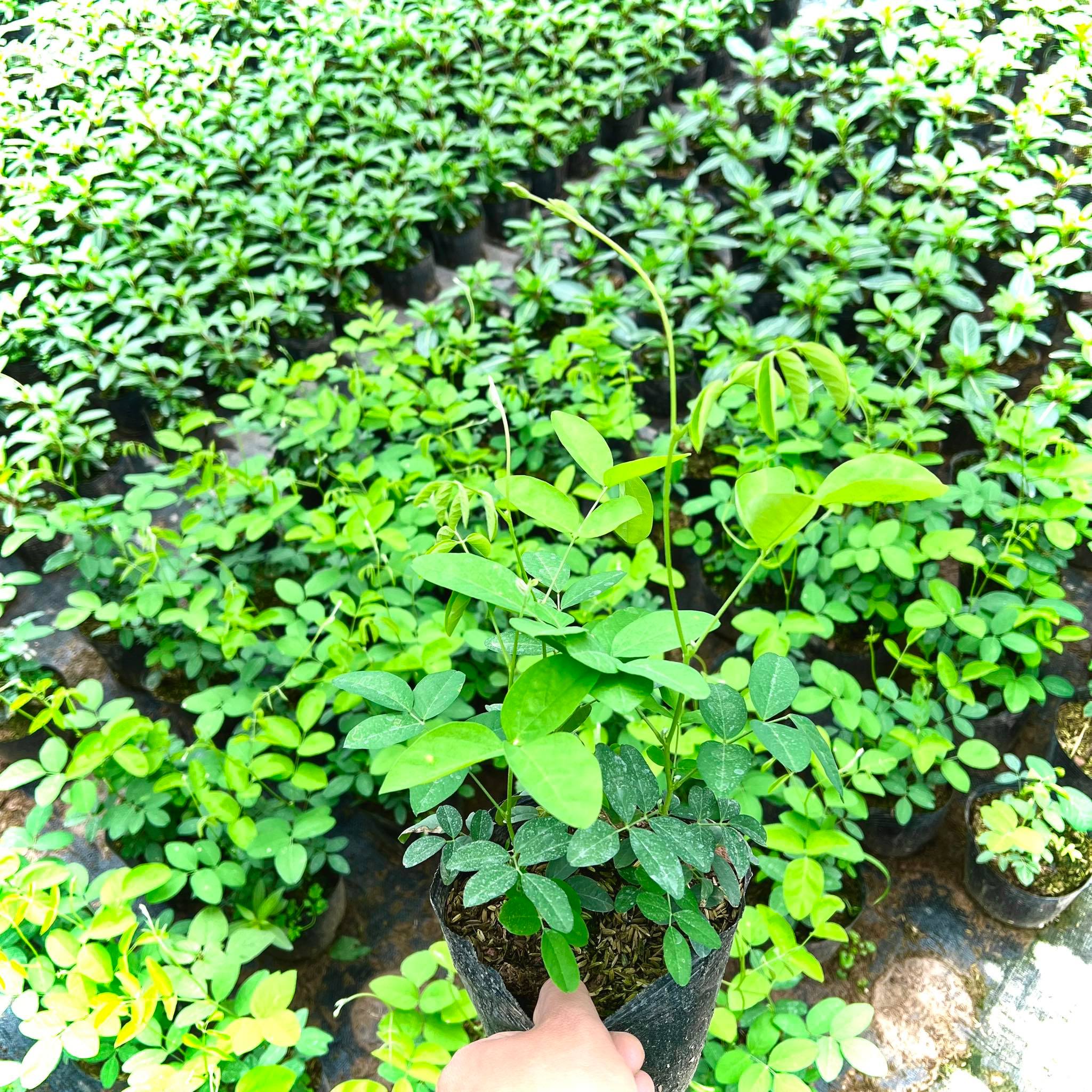 Cây đậu biếc  cao 1m (ảnh thật)