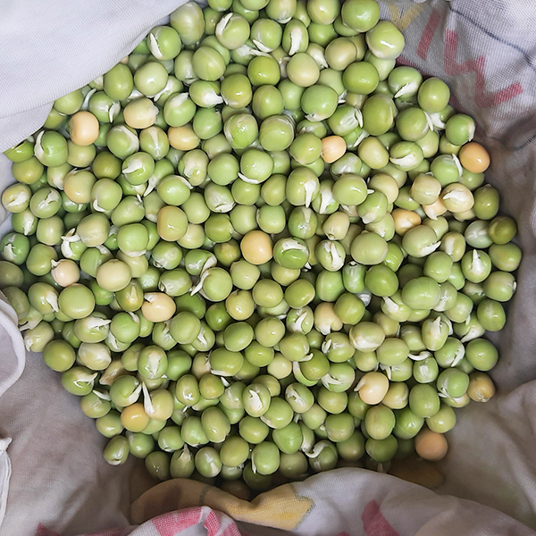 Hạt giống đậu Hà Lan túi 1 kg