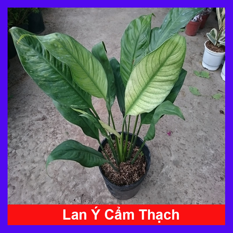Cây lan ý cẩm thạch - cây cảnh để bàn