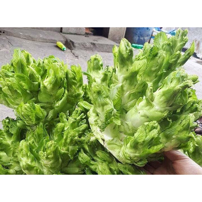 Hạt giống rau Cải Mầm Đá đặc sản Tây Bắc