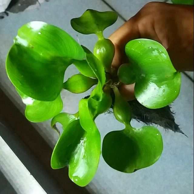 cây Lục bình lùn- Bèo Tây lục bình lùn