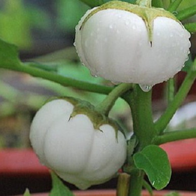 Hạt Giống Cà Pháo Trắng - H2T FARM