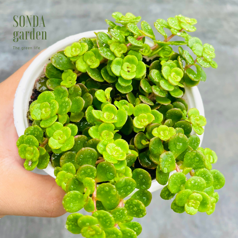 SEN ĐÁ SEDUM VẢY CÁ SIZE TRUNG BÌNH LỖI 1 ĐỔI 1