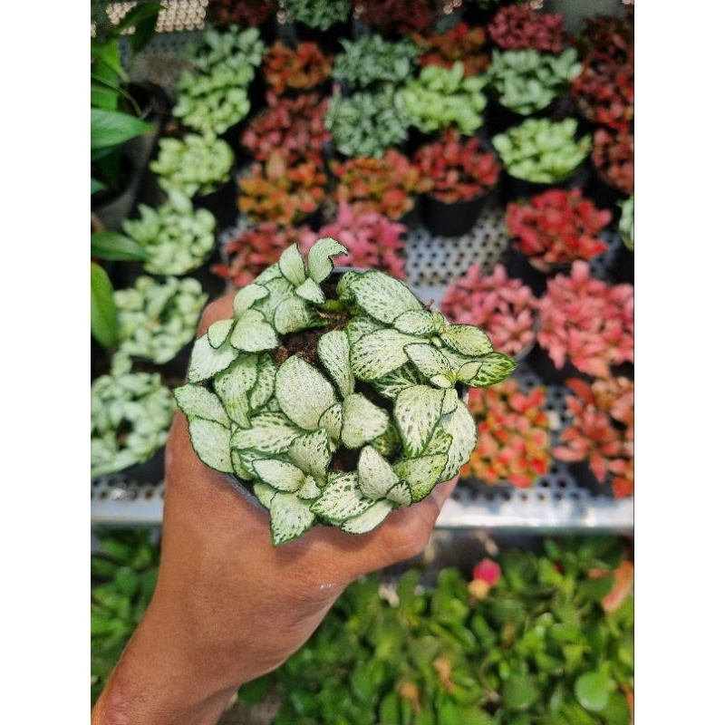 Chậu Cây cẩm nhung (cây lá may mắn)