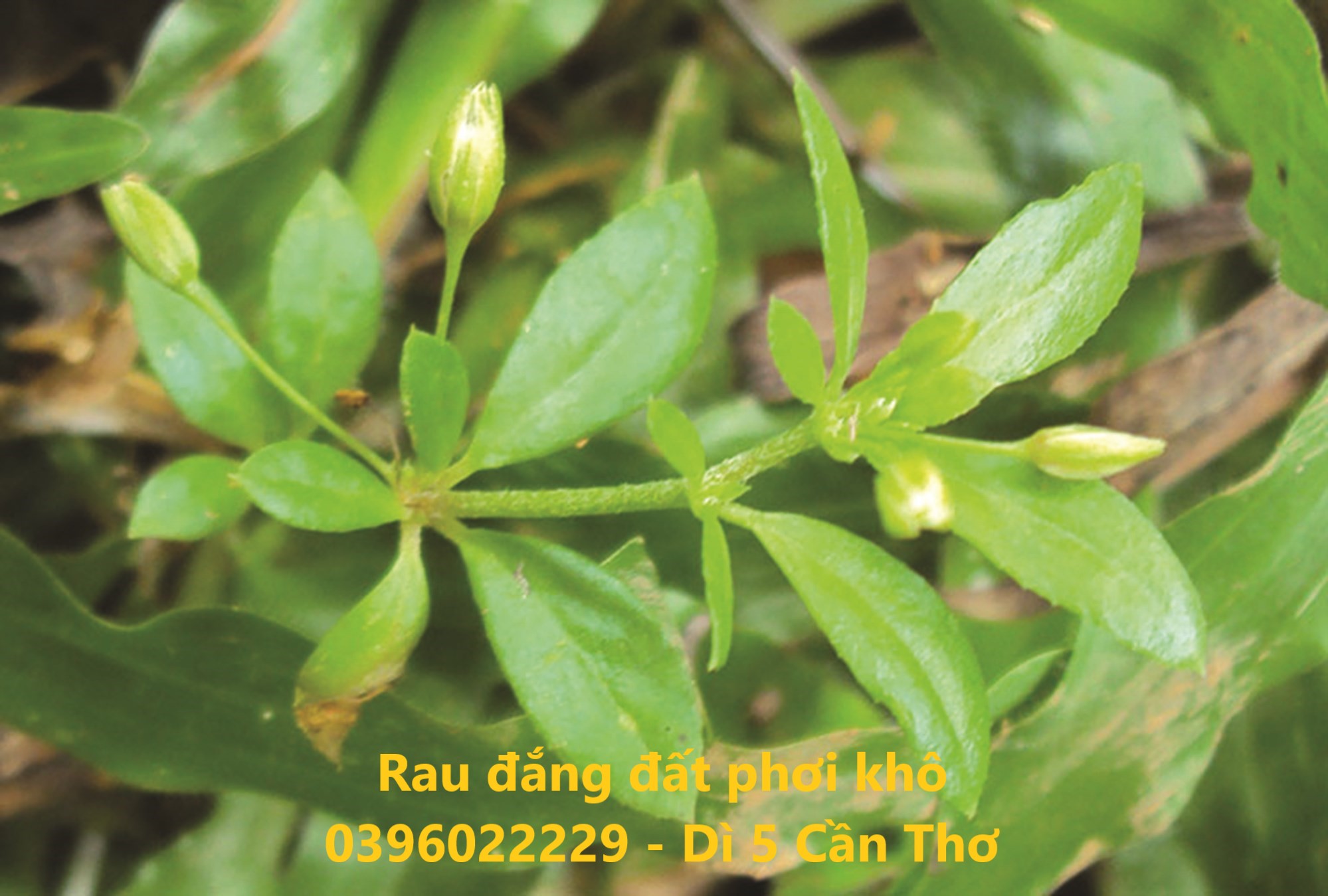 Rau đắng đất phơi khô 1 ký sạch đẹp