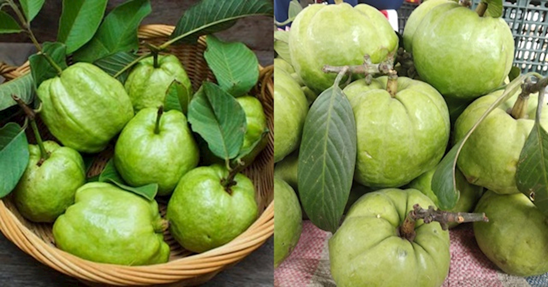 Cây giống cây tai chua