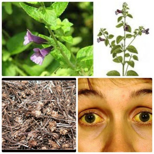 CÂY NHÂN TRẦN ĐEN F1,CÂY NHÂN TRẦN ĐEN