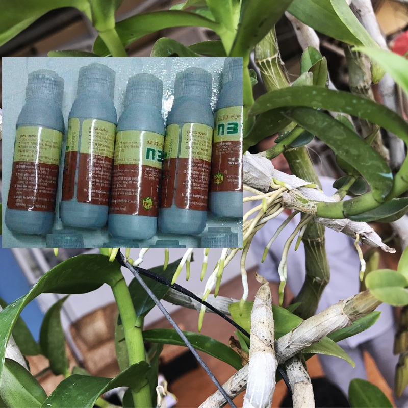 Phân Bón Lá Ra Rễ Cực Mạnh N3M - 1 lọ 20ml