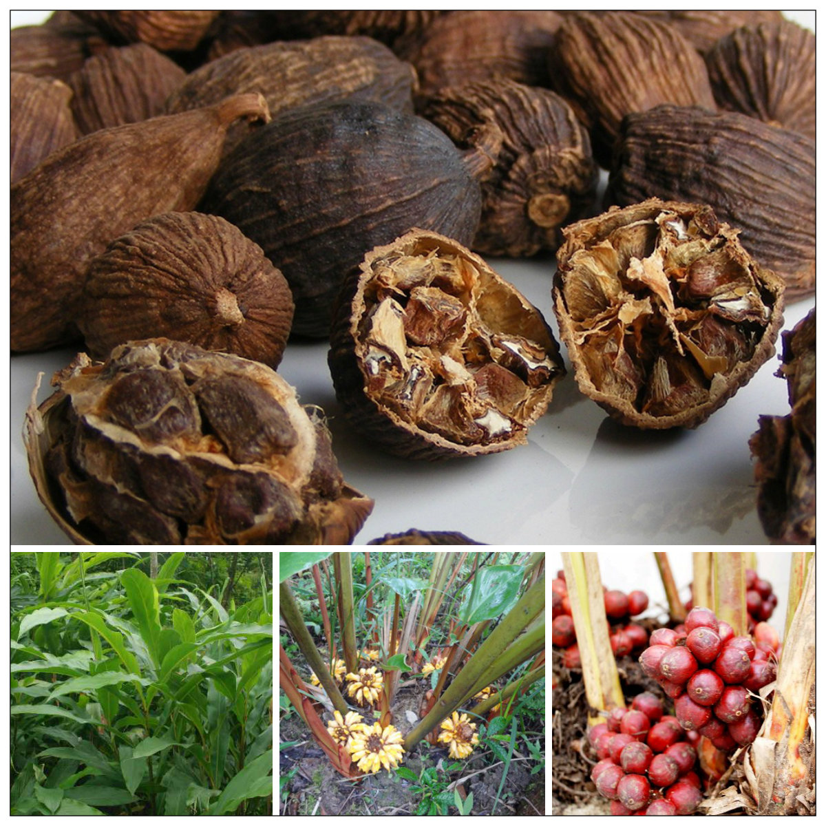 thảo quả khô tây bắc 1kg