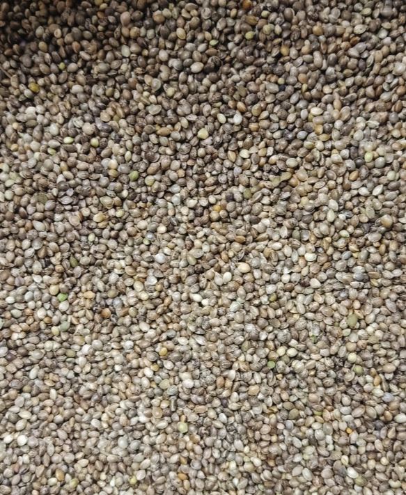 Hạt láng tròn/hạt gai dầu cho hamster (100gr)