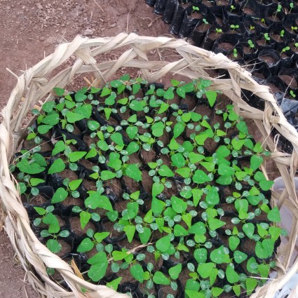 com bo 2 cây giống đu đủ ruột đỏ
