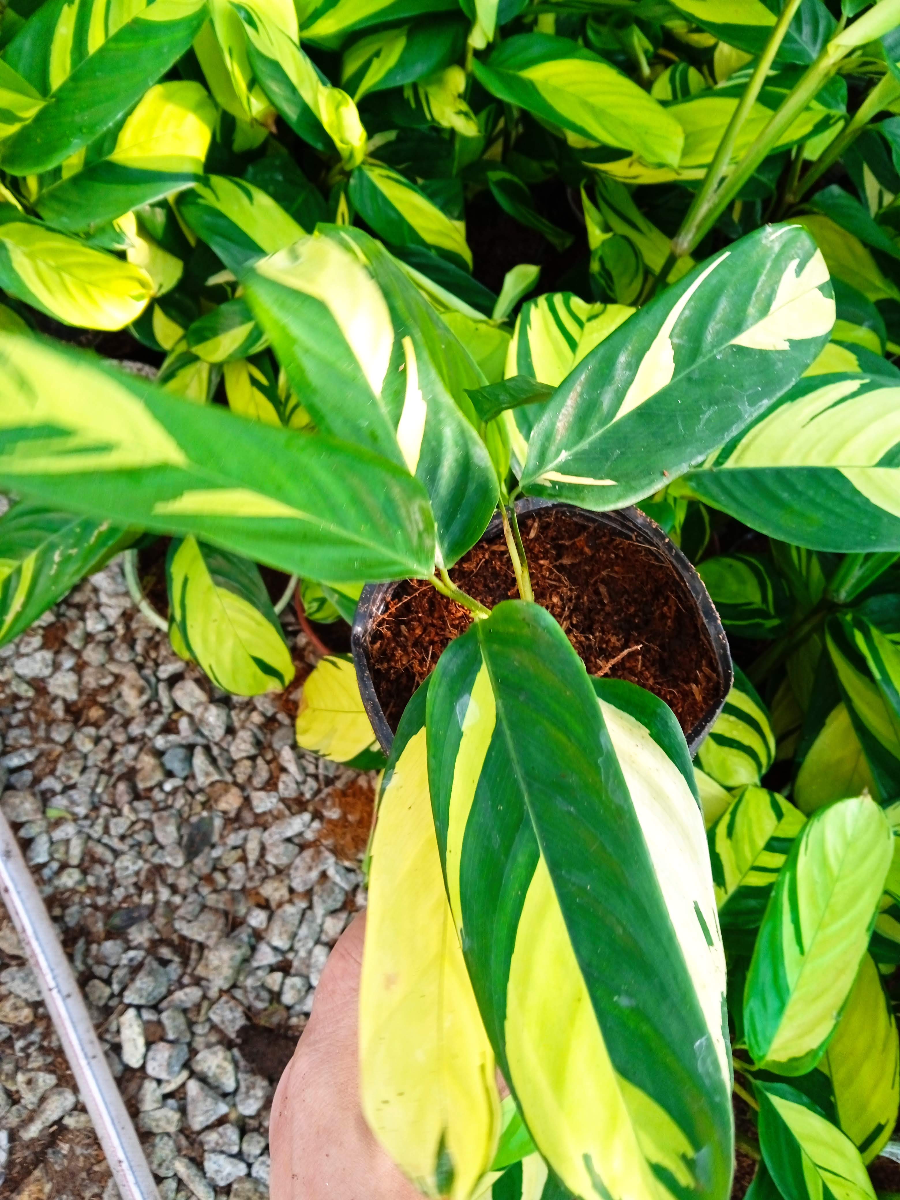 Cây đuôi công vân vàng - Calathea Golden Mosaic