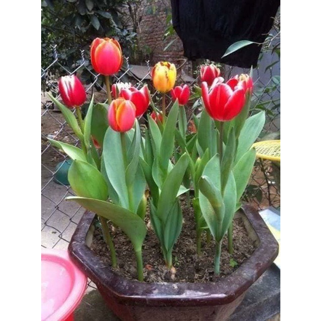 Củ hoa Tulip Hà lan trồng tết. 1Củ