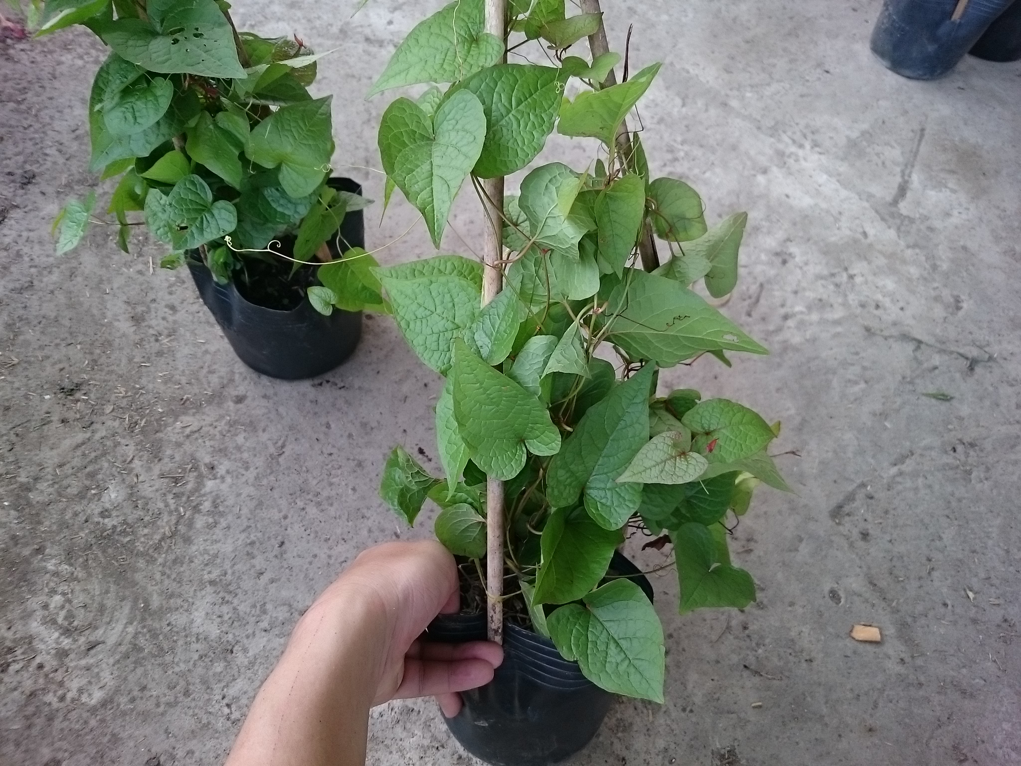 Cây Hoa Tigon - cây cảnh sân vườn