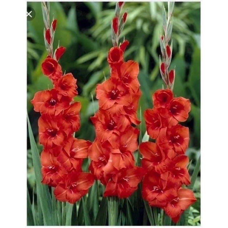 Củ hoa lay ơn ( củ dơn) đã kích rễ kích mầm