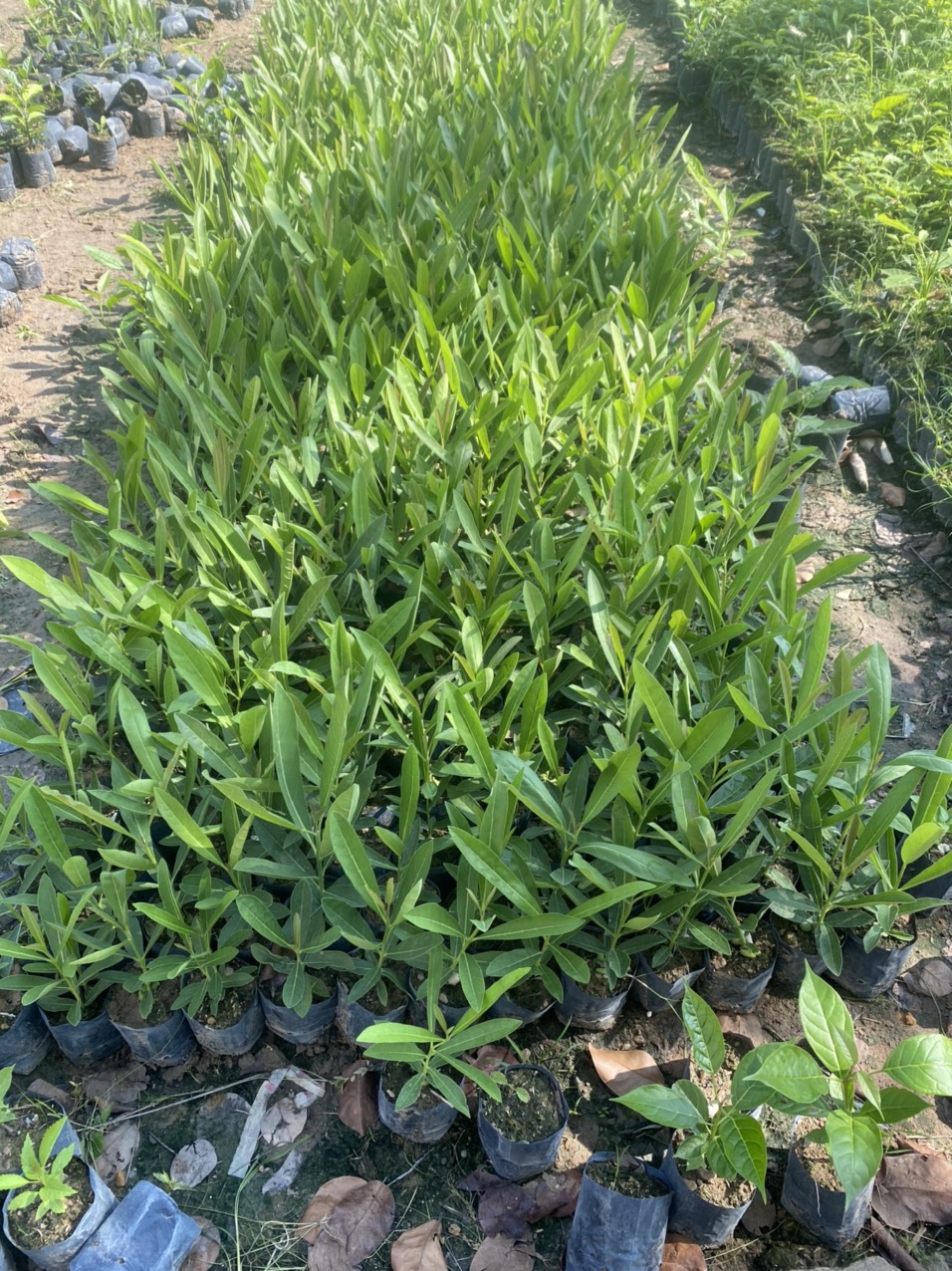 combo 2 cây chuông vàng đẹp cao 45cm