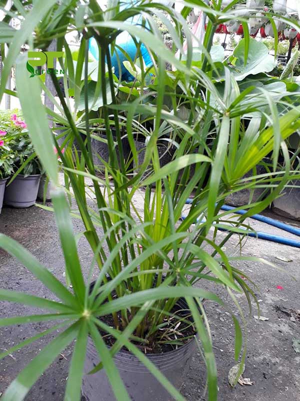 Cây Thuỷ trúc size nhỏ - lọc sạch nước bể cá, hồ cá