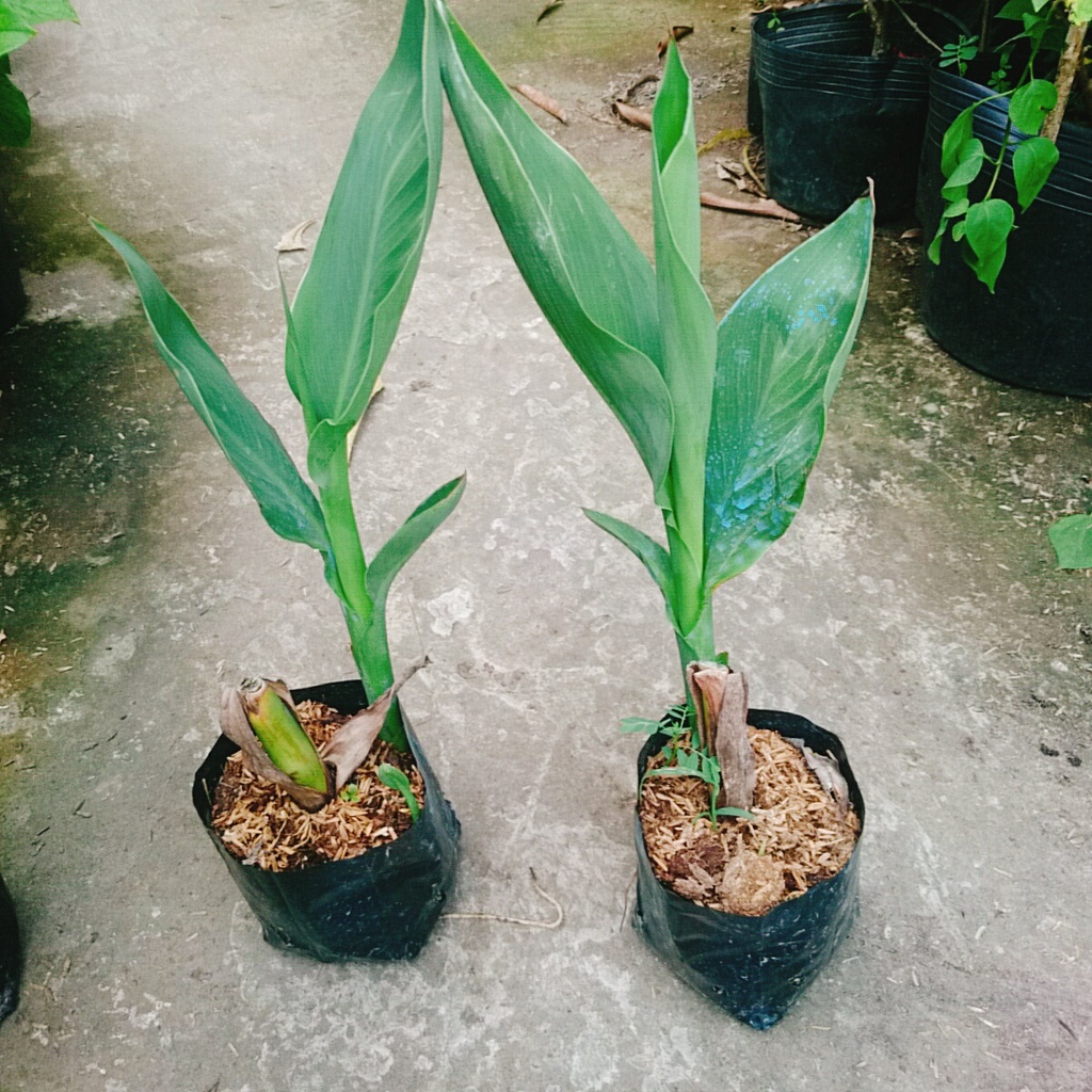 Cây Chuối Hoa thái (màu cam, thân lùn) - cây cảnh sân vườn