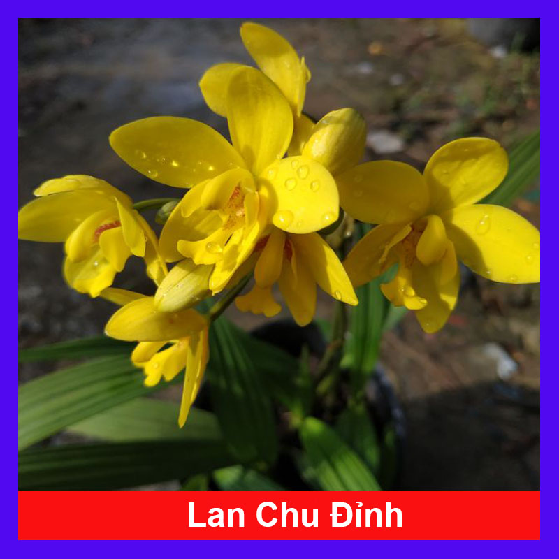 Cây Lan Chu Đỉnh Vàng - cây cảnh để bàn