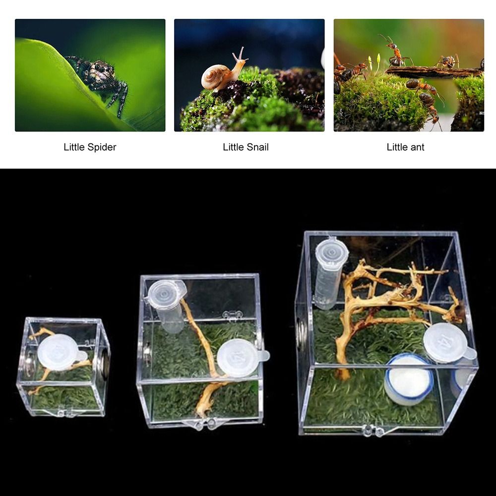 Professional with Humidifier Spider Feeder Spider habitat Breeding Cage ...