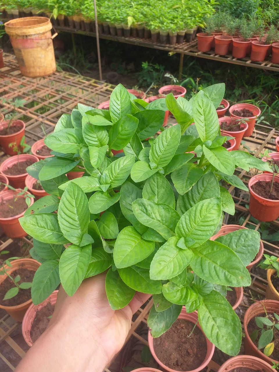 Cây rau xá xị nhỏ