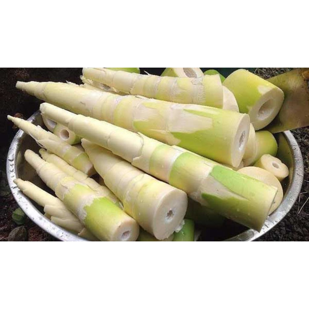 CÂY GIỐNG TRE lấy măng TRE BÁT ĐỘ