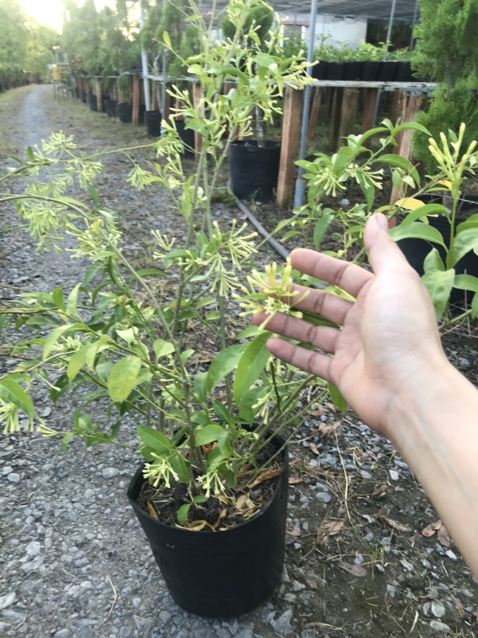 Caykiengsadec Cây dạ lý hương