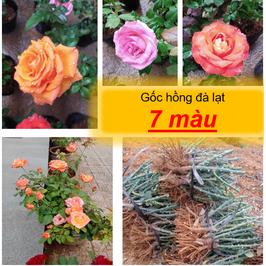 Gốc hồng Đà Lạt ( Sống 100 % - 7 màu tuỳ chọn ) - Bông đẹp, hương thơm