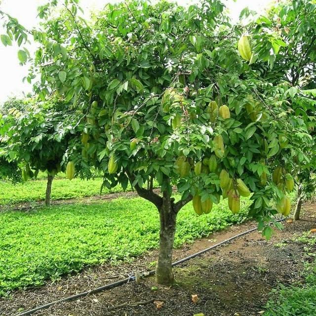 Hạt giống cây khế ngọt - Gói 5 hạt