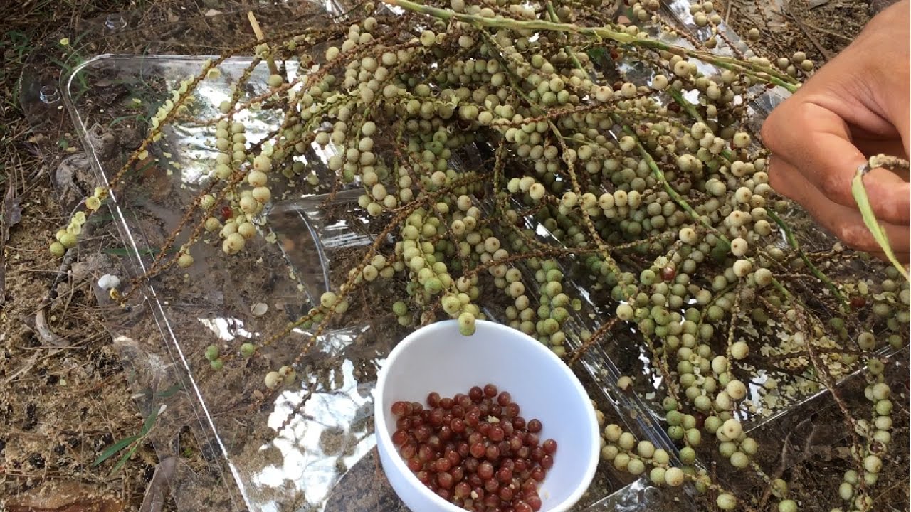 cây giống cây Mây tắt (cây mây rừng, thu dây, hái quả)